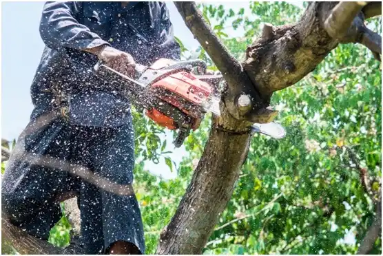 tree services Fairview